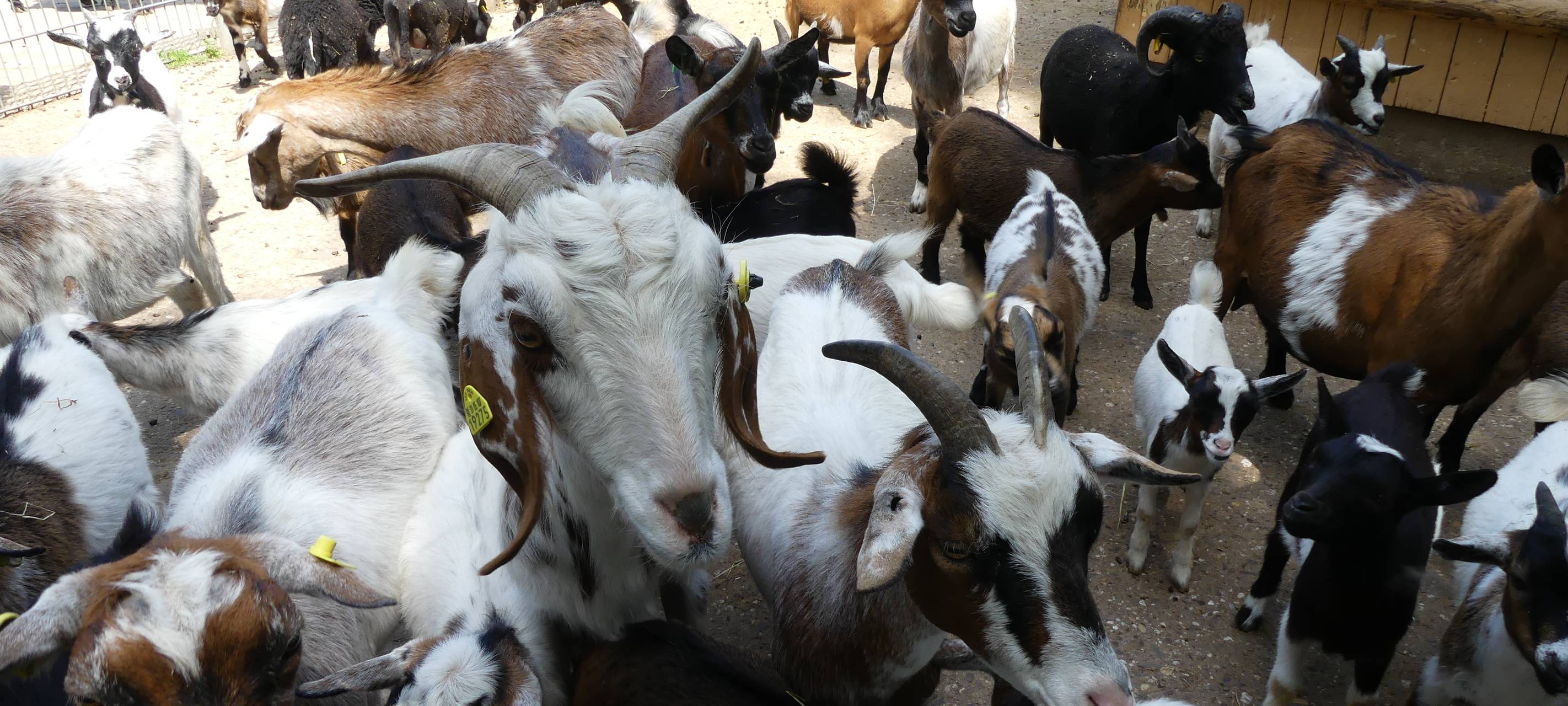 NRW/Niederrhein: Corona-Hilfe für Zoos und Tiergärten