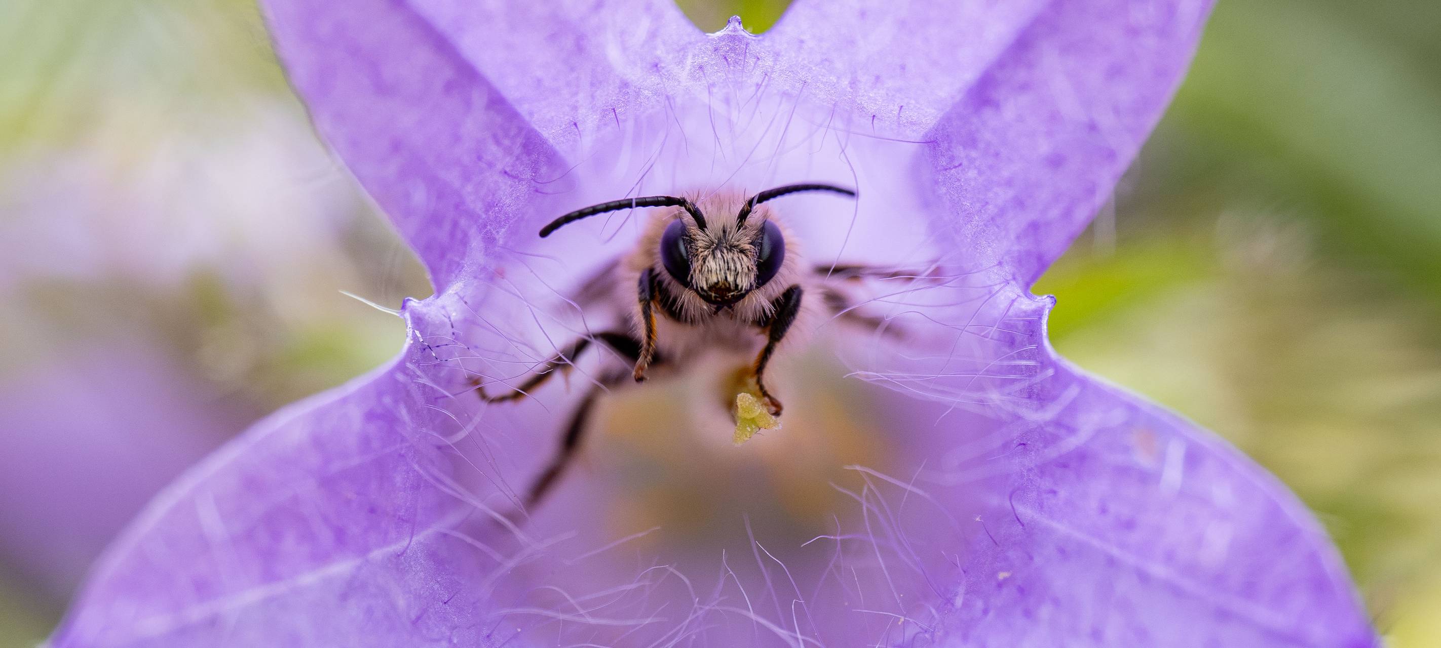 Kleve: Niederrhein: "Insektenfreude" unter den besten 10