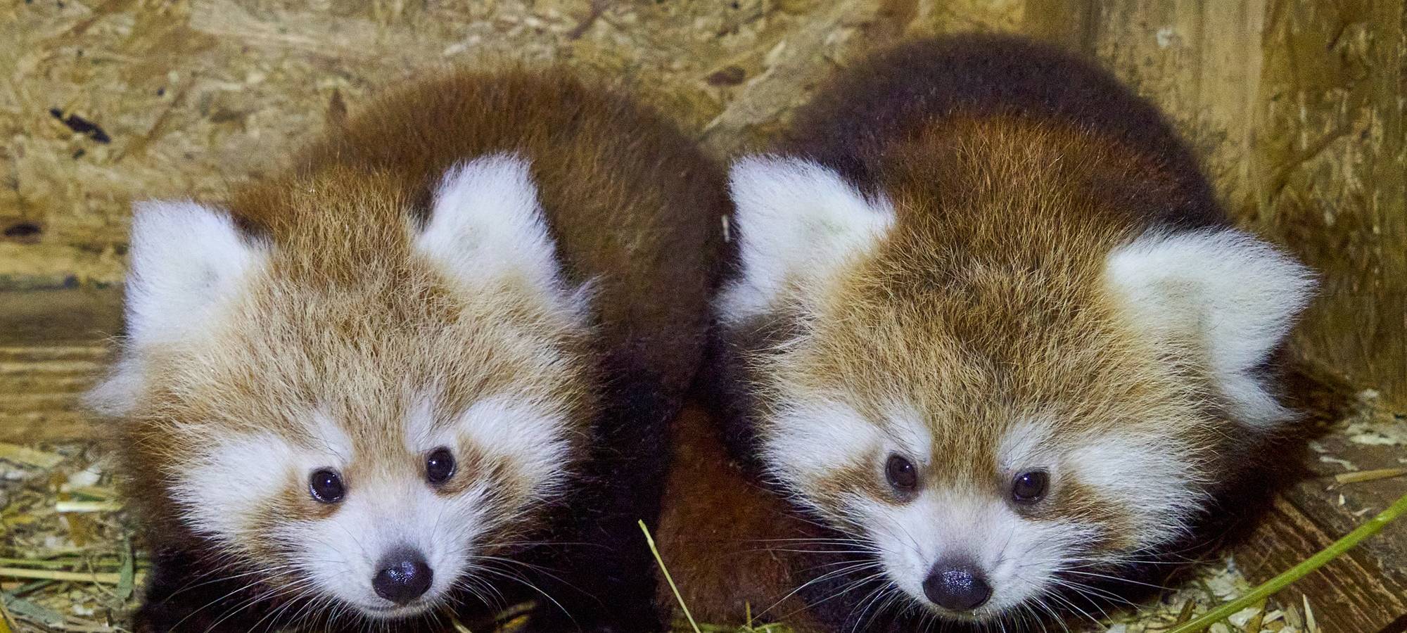 Red Panda Weekend im Tiergarten