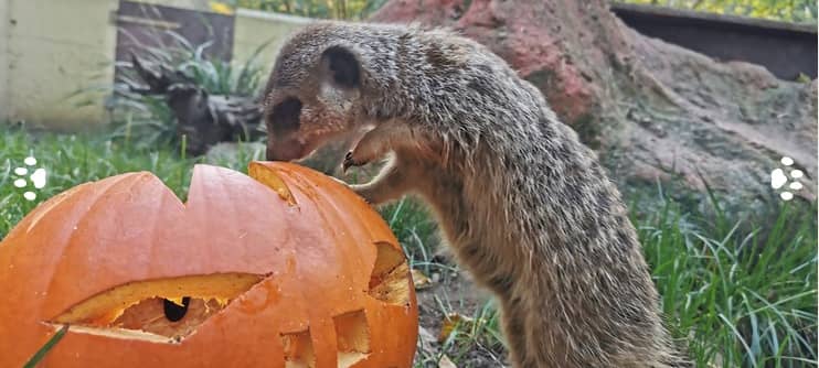 Herbstferienaktion "Tierrische Tüftler" im Tiergarten Kleve
