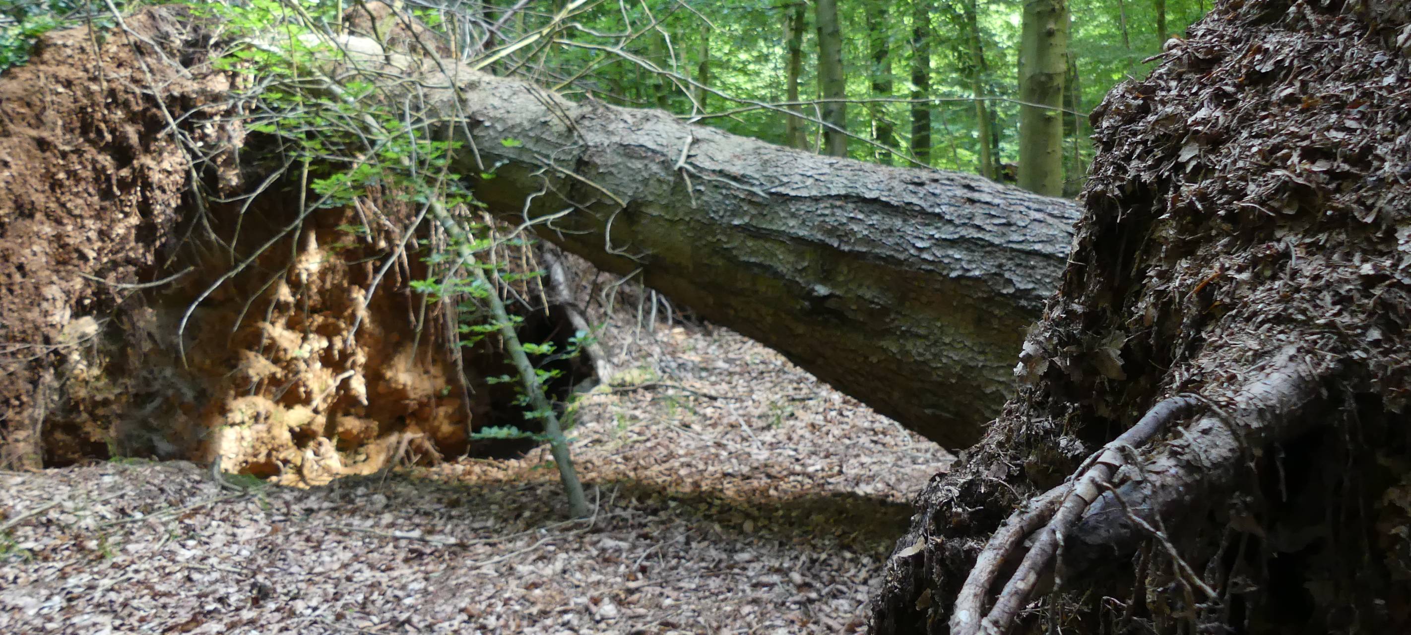 Kreis Kleve: Grüne wollen Bewerbung mit Bedingungen
