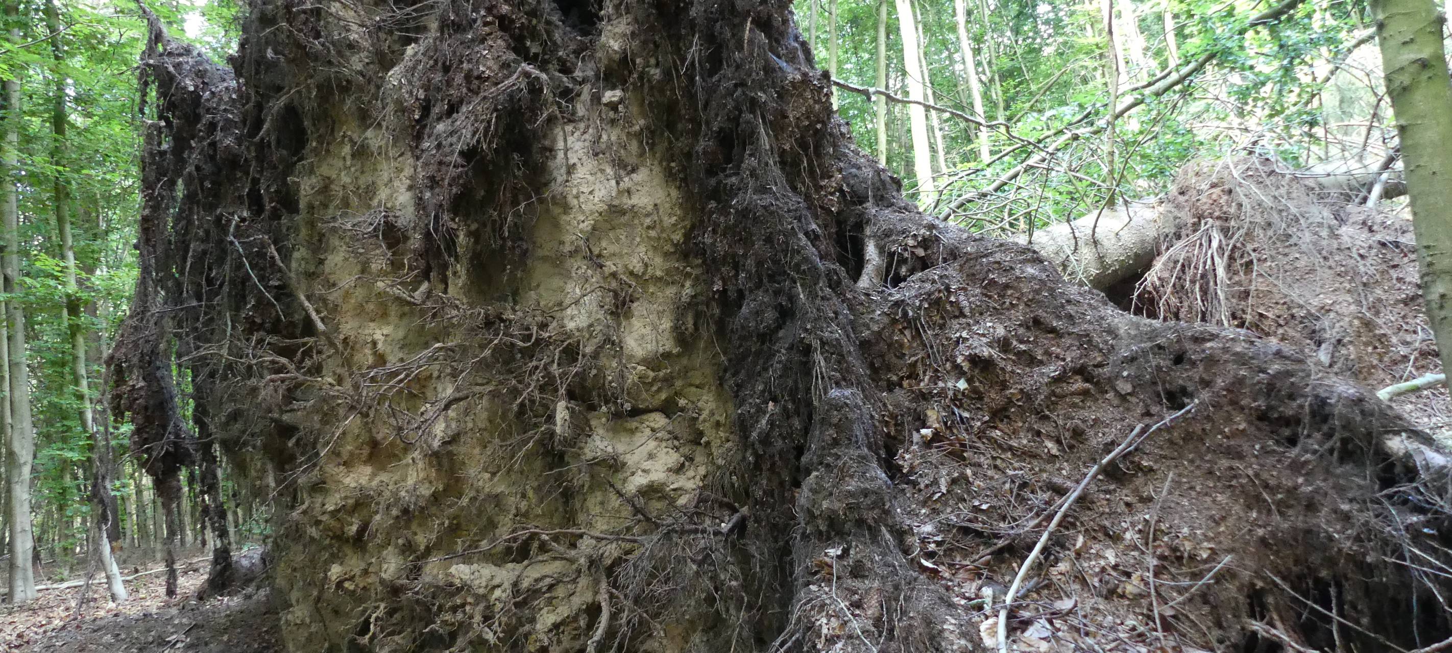 Niederrhein: IG Bau fordert Maßnahmen gegen Waldschäden