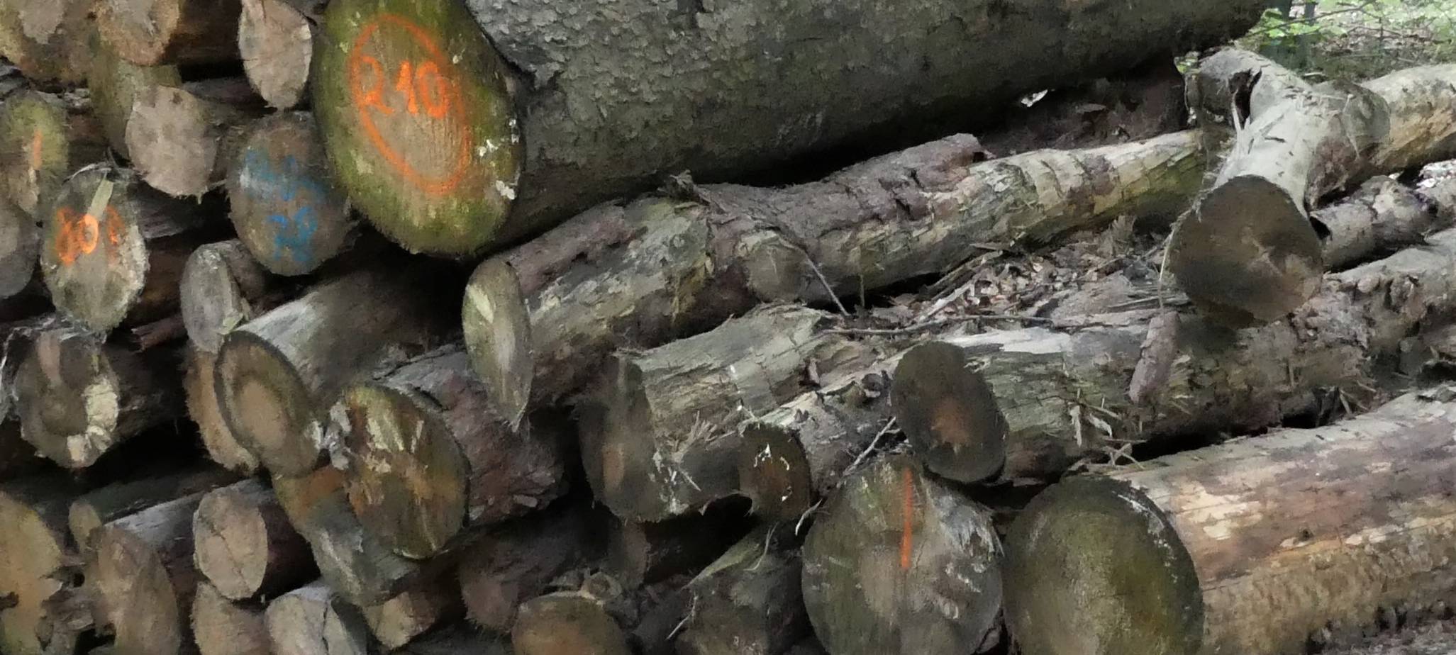 Niederrhein: Laubholz wird knapp