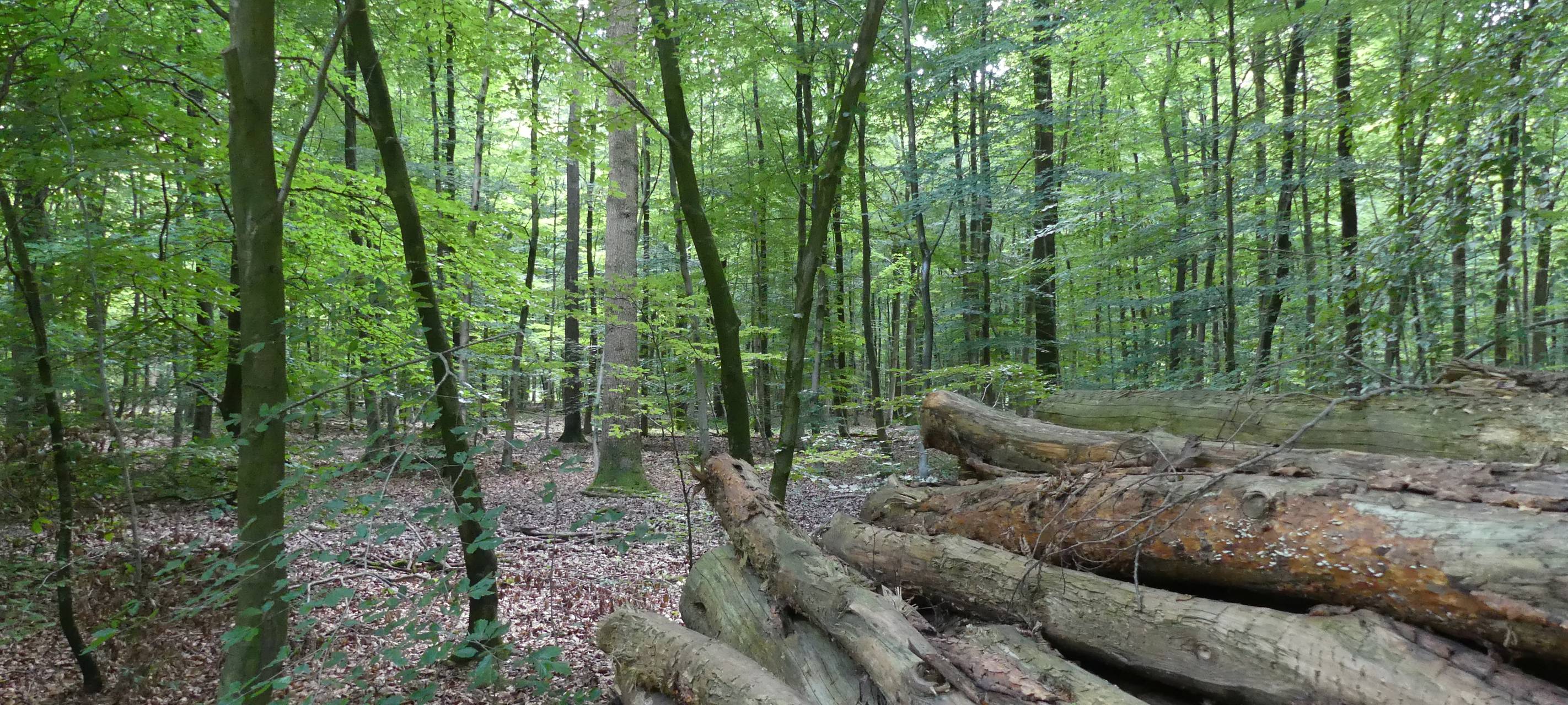 Kreis Kleve: Gespräche zu möglichem Nationalpark gestartet