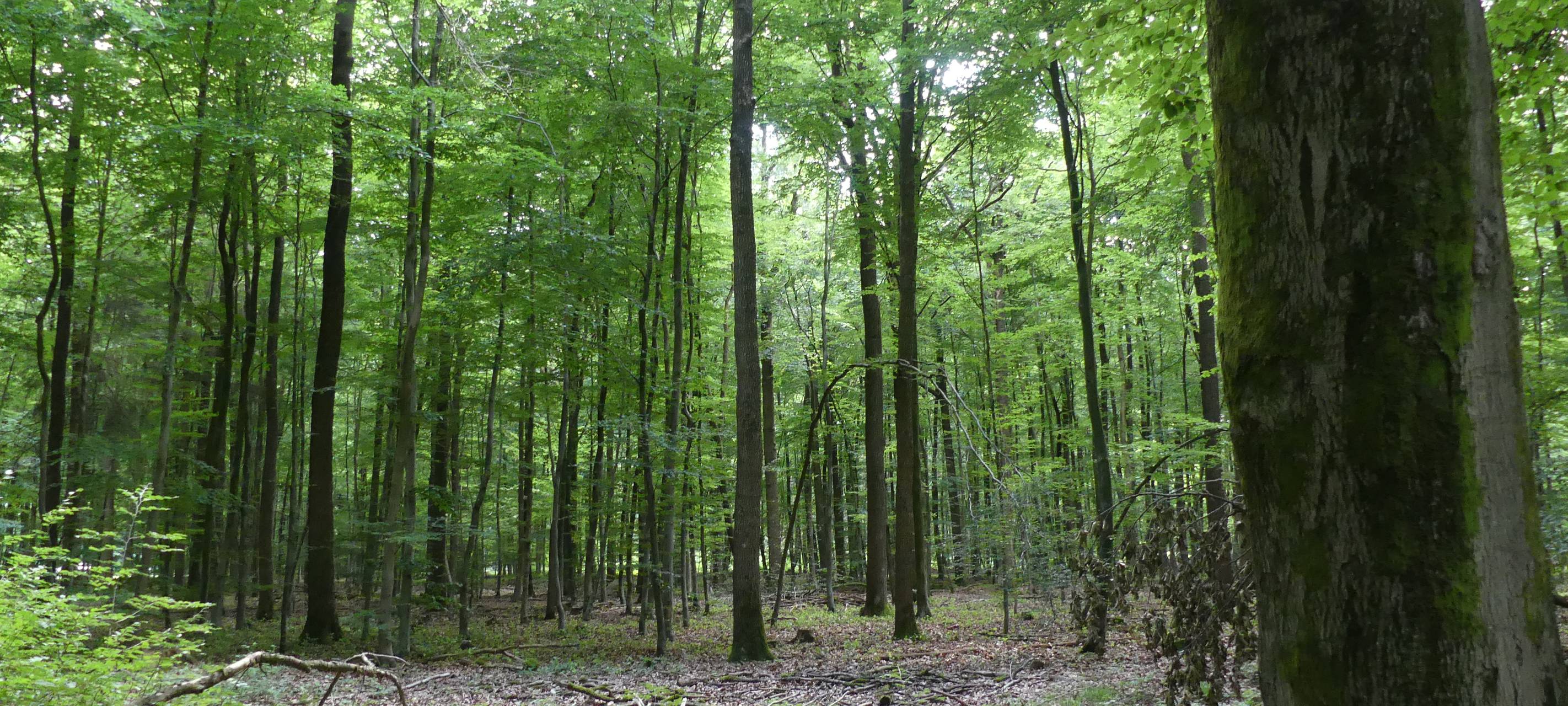 Pro und Contra Nationalpark