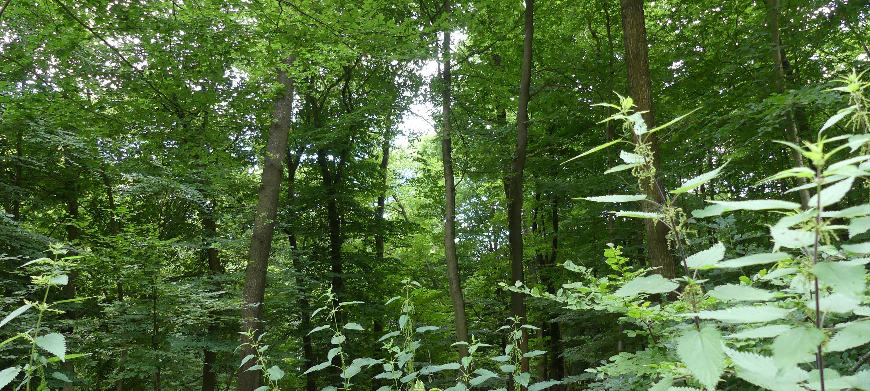 Der Reichswald als Nationalpark?