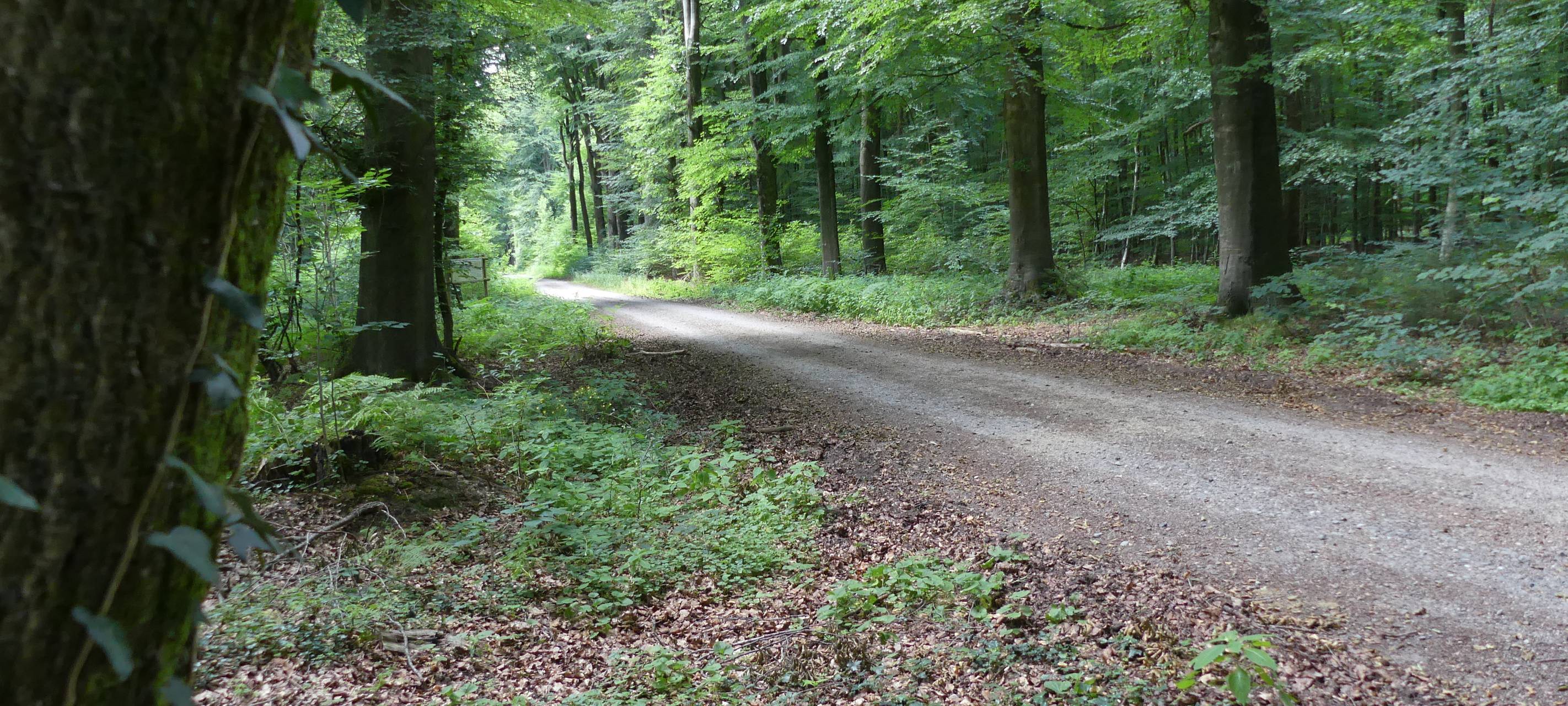 NRW/Niederrhein: Waldzustandsbericht wird vorgestellt