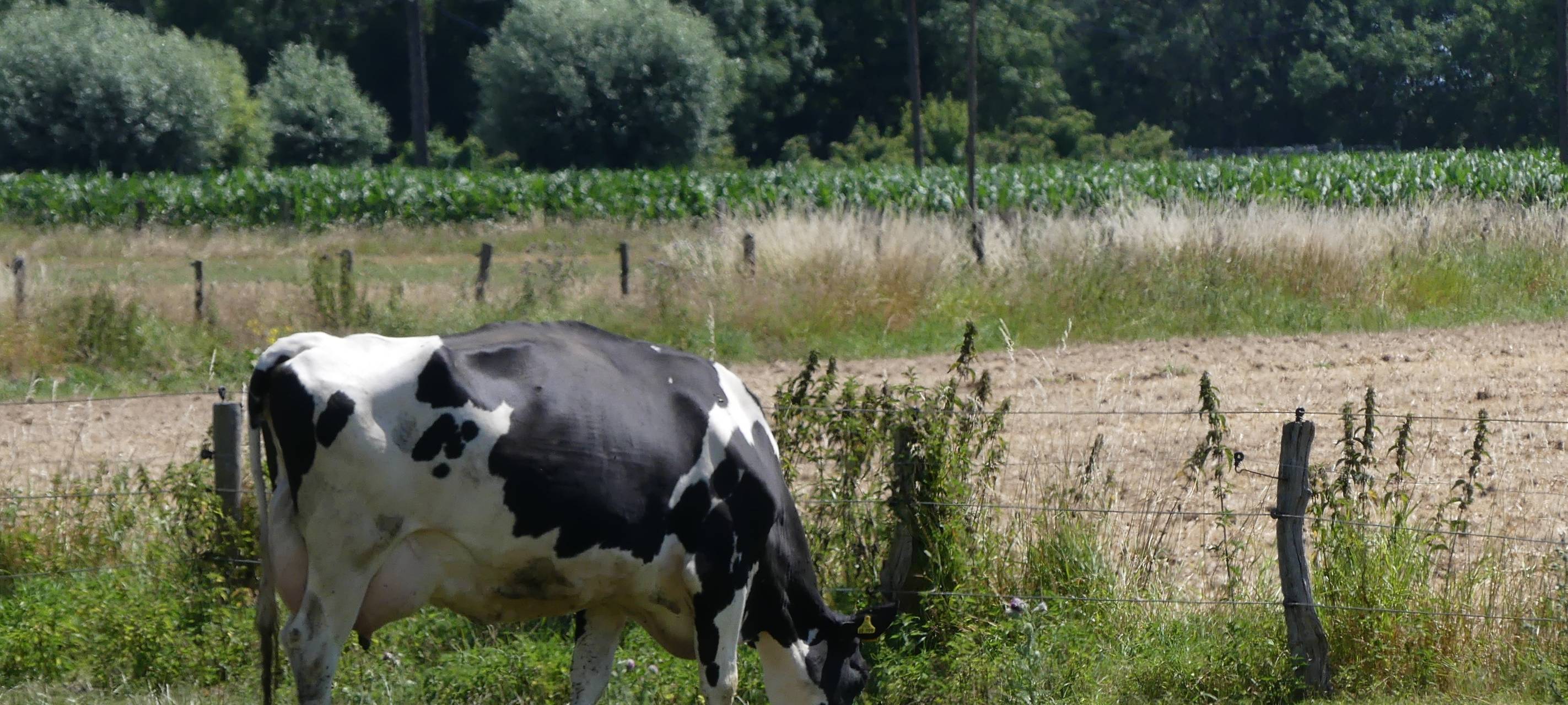 NRW/Niederrhein: Milchbauern befürchten Höfesterben