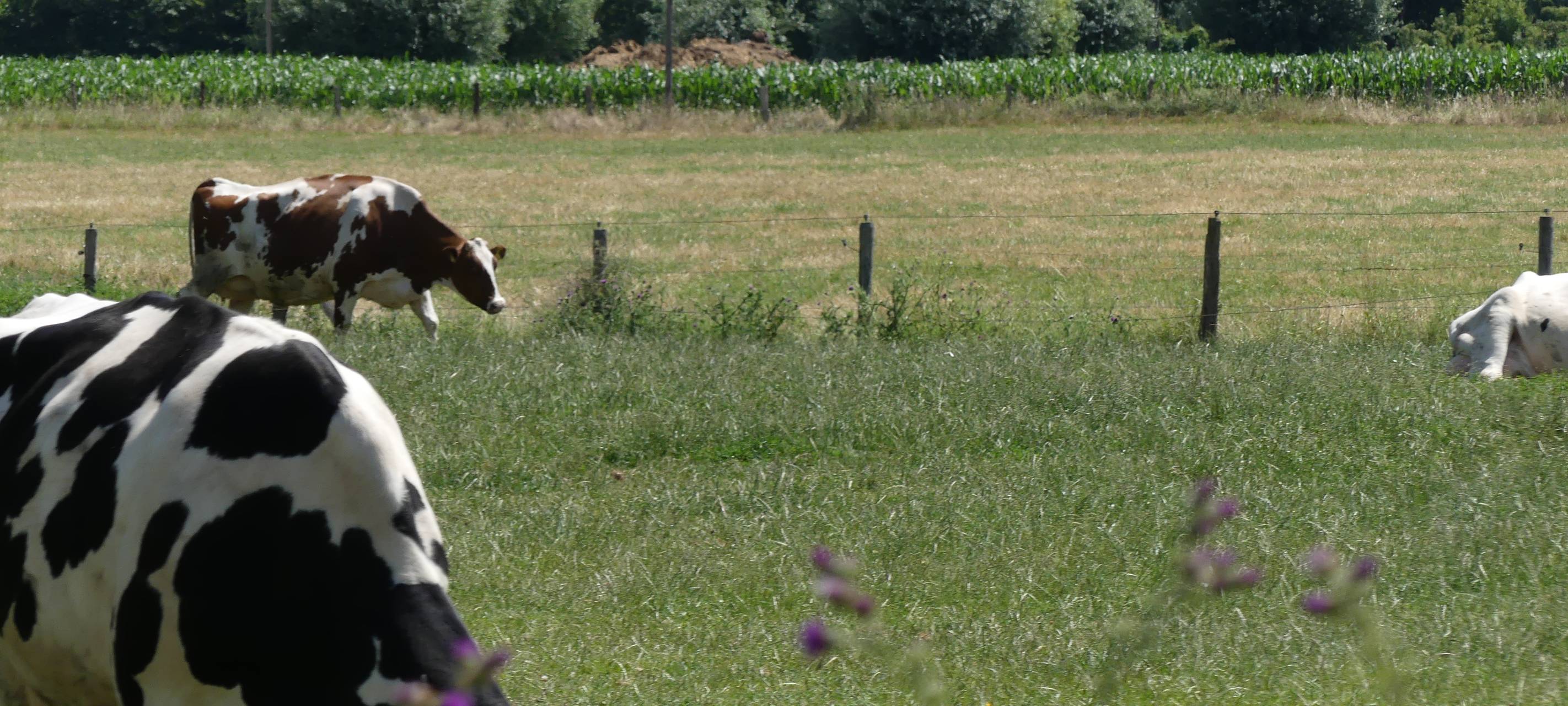 Bio-Käse aus Kranenburg