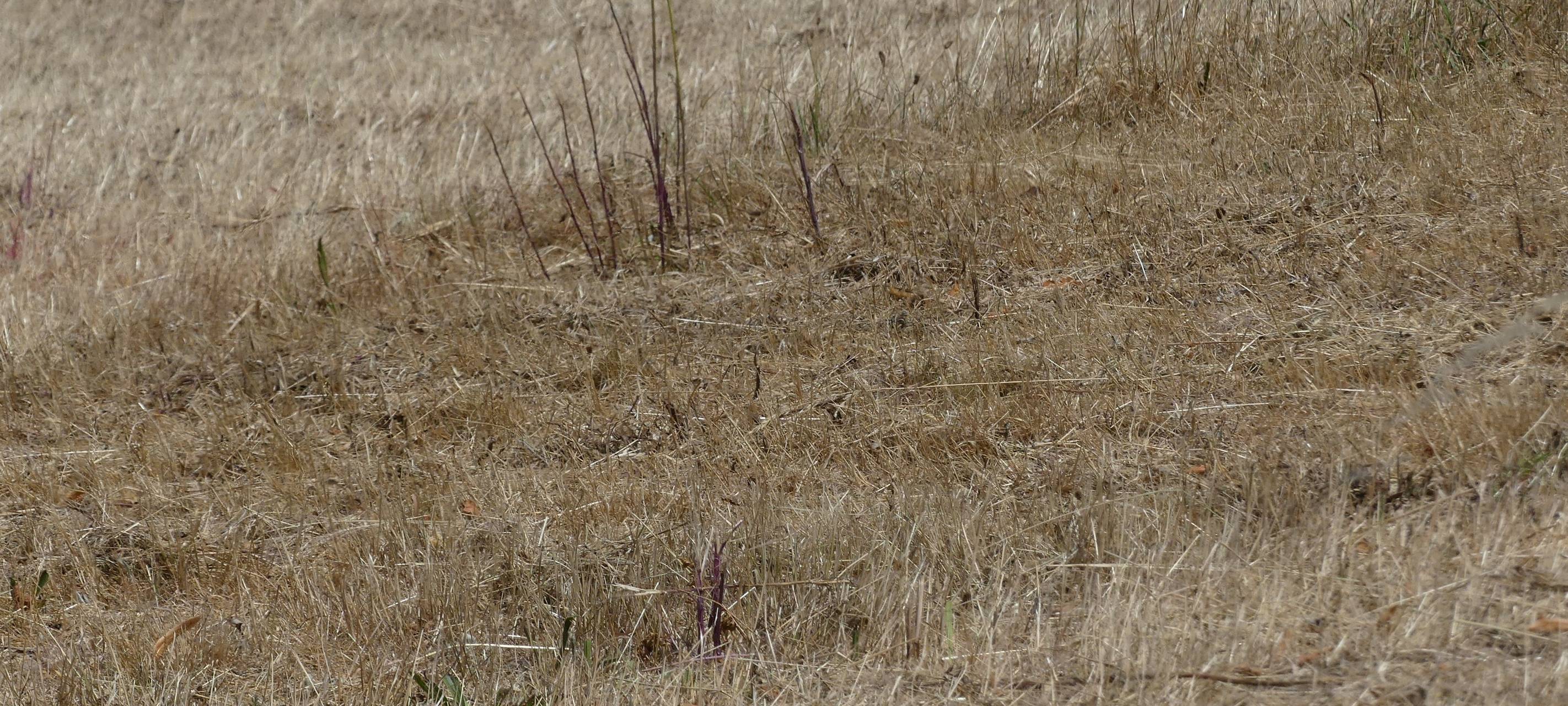 Kreis Kleve: Trotz Regens Waldbrandgefahr teils hoch