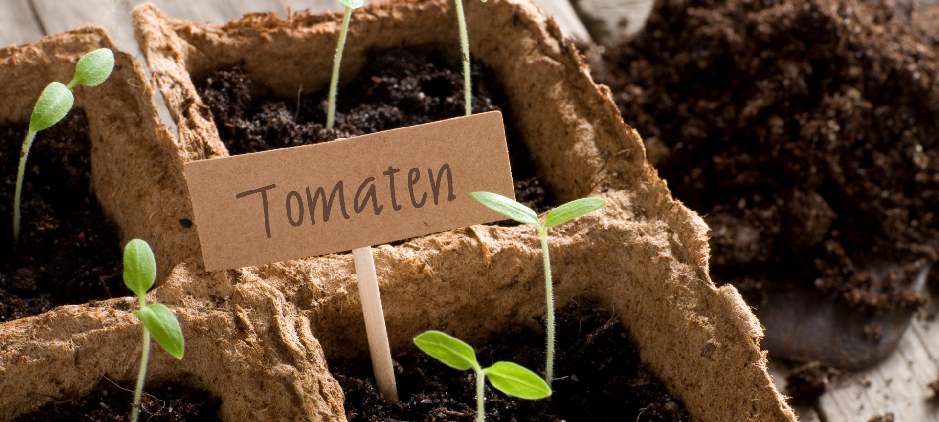 Gartenarbeit im Frühling: Tomatenpflanzen vorziehen